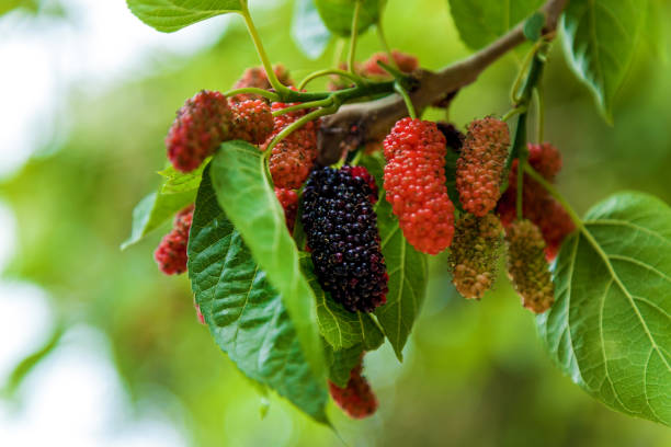 istock Close up view of mulberry branch 1192068731