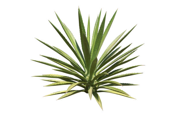 Agave Plant Isolated on White Background with Clipping Path