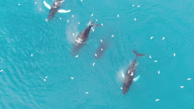 Aerial drone top view of a pack of four Humpback Whales swimming and diving in the calm and turquoise arctic Baffin Sea, Greenland