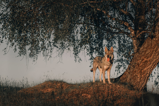 young grey wolfdog dog posing by a tree in summer