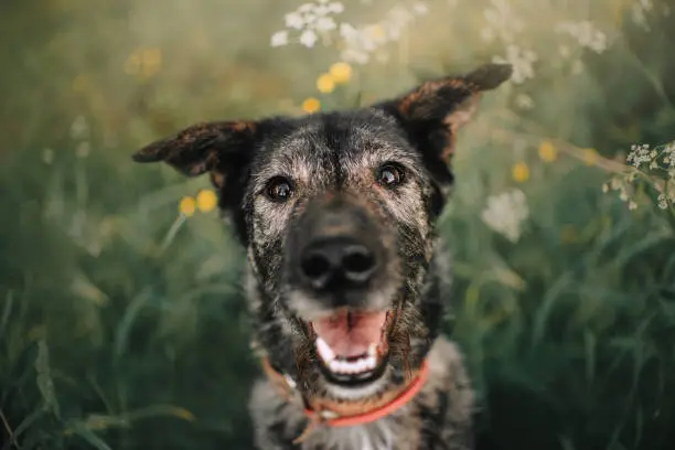 happy old grey mixed breed dog portrait outdoors in summer
