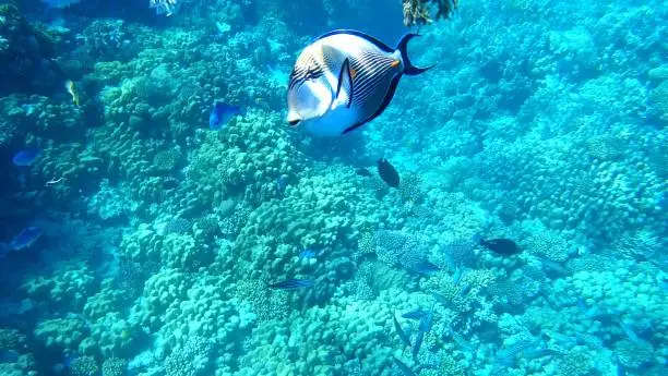 A arabic Doctorfish in the Red Sea.