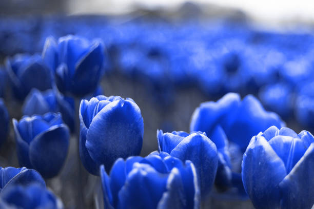 Close up tulip field in blue color. Close up beautiful field of tulips in classic blue color. The color of the year 2020. shades of blue stock pictures, royalty-free photos & images