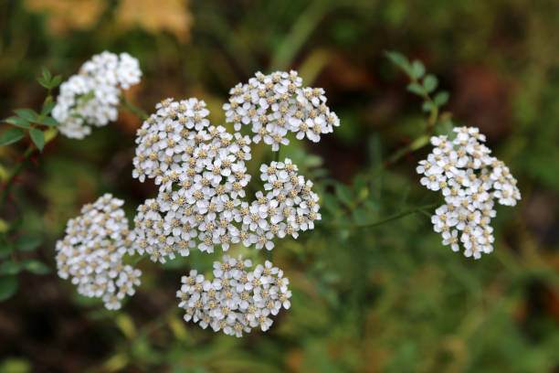 istock Small White Wildflowers Grow in a Meadow 1192071243