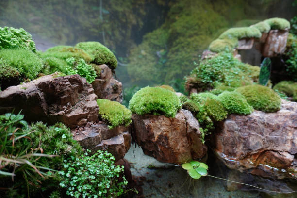 istock Beautiful Mosses terrarium with rocks. 1192071499