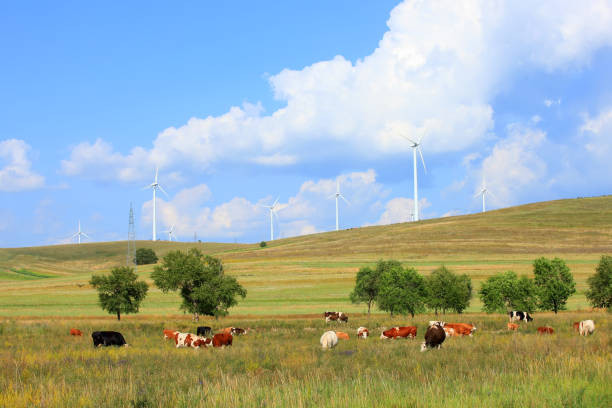istock Cattle and wind turbines in the grassland 1192071608
