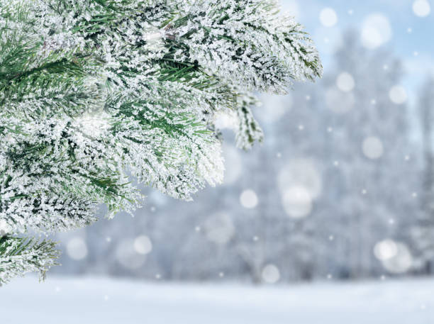 istock pine branch in snow on winter background 1192074415