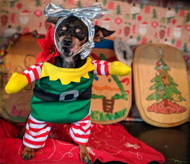 istock Miniature Pincher in Elf Suit 1192074856