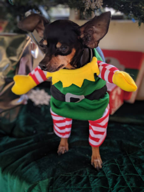 istock Miniature Pincher in Elf Suit 1192074875