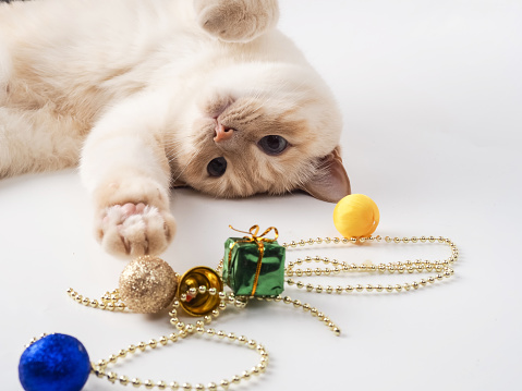 white funny playful young cat playing with Christmas toys, for Christmas.