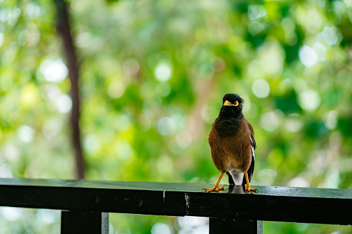 Common Myna bird on fence.
