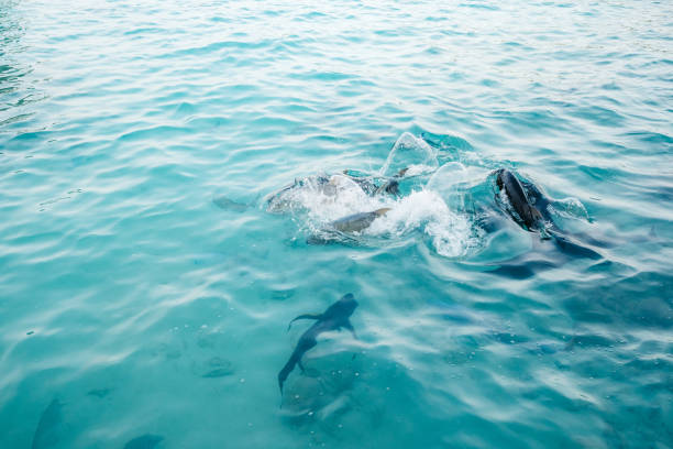 istock Fishes fighting for food 1192075217