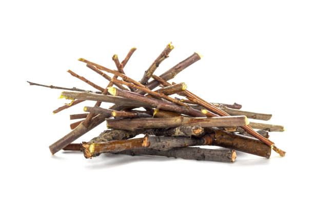 istock Pile of dry branches isolated on white background. 1192076010