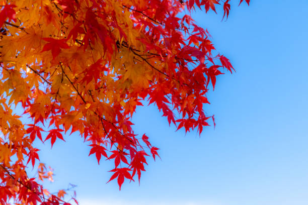 istock Red maple leaves fluttering in the wind with blue sky 1192077536
