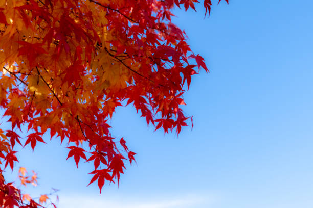 istock Red maple leaves fluttering in the wind with blue sky 1192077544
