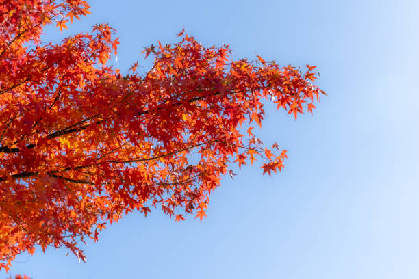 Free Stock Photo of Red Tree Against Blue Sky | Download Free Images ...