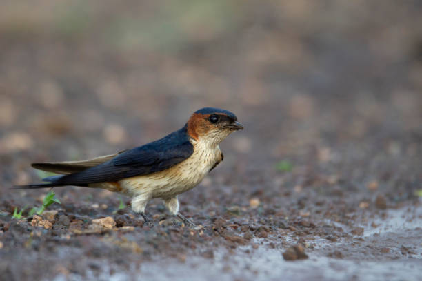 Red rumped swallow, Cecropis daurica, India Red rumped swallow, Cecropis daurica, India red rumped swallow stock pictures, royalty-free photos & images