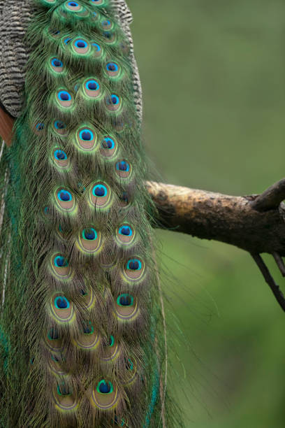 istock Close-up of Peacock feathers, India 1192078374