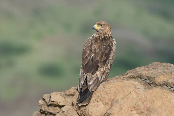istock Tawny eagle, raptors, Saswad, Maharashtra 1192078392