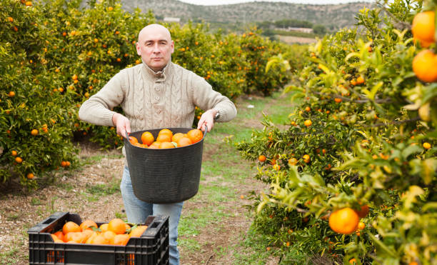 istock Man in sweater harvesting tangerines 1192078636