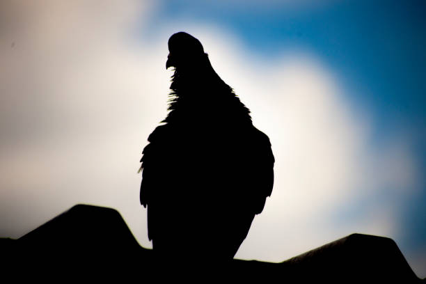 istock Silhouette of the pigeon 1192079024