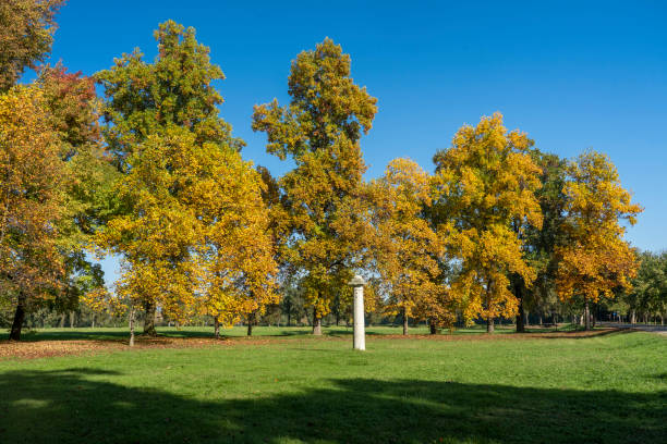 istock Foliage at fall in the Monza Park 1192079078