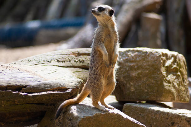 istock Little meerkat is watching out 1192079139
