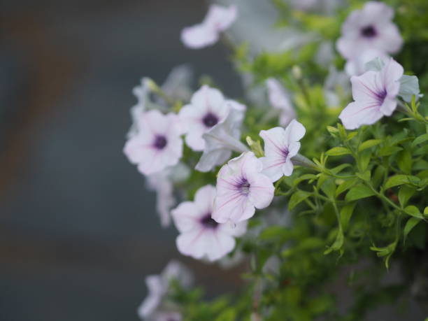 white wave silver color Petunia Hybrida, Solanaceae, name flower bouquet beautiful on blurred of nature background Flowers are single flowers shape is a cone, long neck flower, petals and secondary petals. The flower has 5 lobes onda blanca color plata petunia hybrida, solanaceae, nombre ramo de flores hermoso en borroso de fondo de la naturaleza flores son flores individuales forma es un cono, flor de cuello largo, pétalos y pétalos secundarios. la flor tiene 5 lóbulos