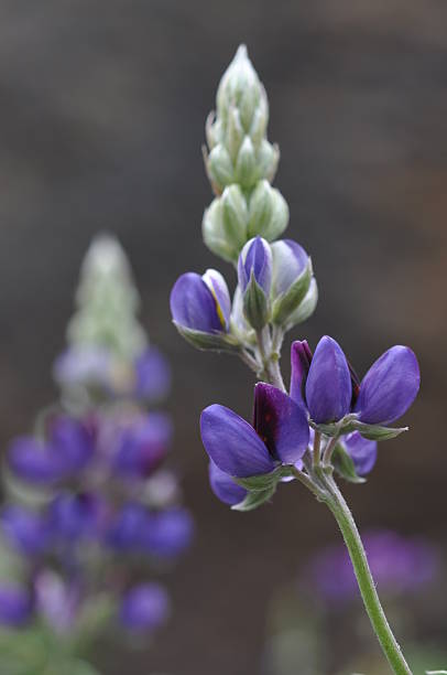 tremoço selvagem - lupine single flower flower blue imagens e fotografias de stock