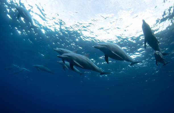 famille de dauphins - pod photos et images de collection