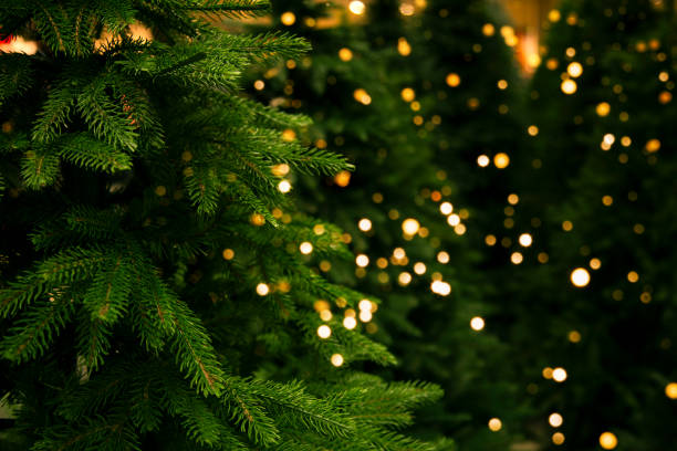 Christmas trees for sale. stock photo
