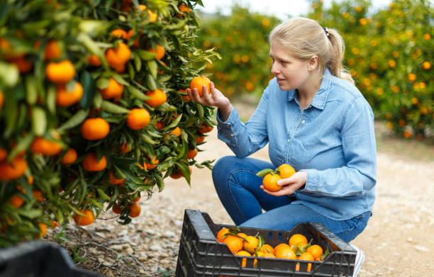 istock Female workers picking mandarins in box 1192081994