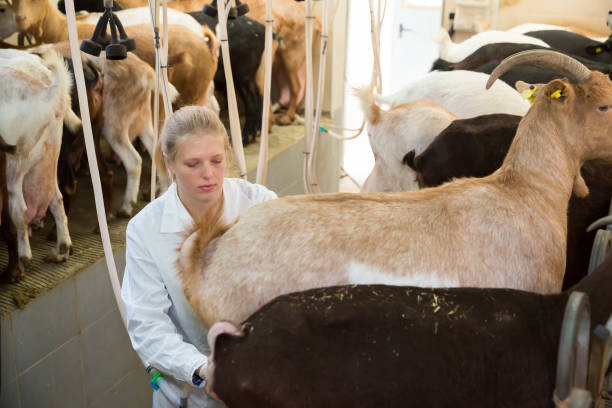 istock Female farmer ready for goat milking 1192082688