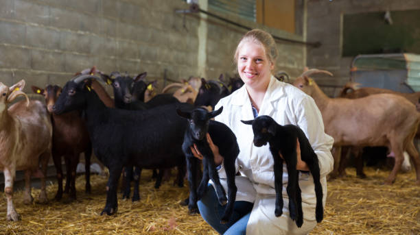 istock Female farmer caring about goatlings 1192082704