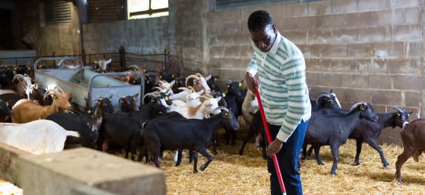 istock African American man working in goat stall 1192082721