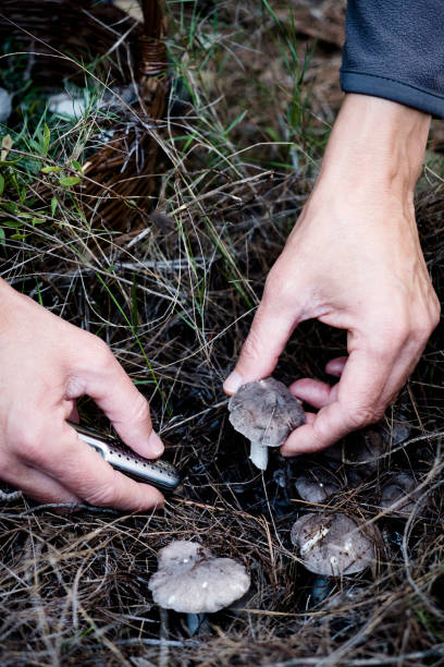 istock man picking a grey knight mushroom 1192086181