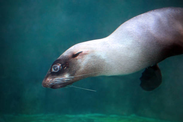 istock A seal swimming under water 1192087395