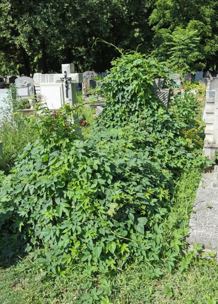 istock Tombstone covered with climbing plants 1192088601