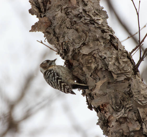 istock A woodpecker on a tree trunk catching insects from under the bark in winter. 1192089154