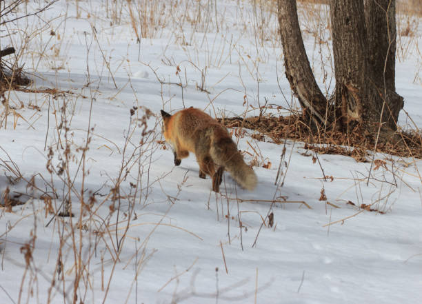 istock A fox on a hunt in a snowy winter forest in Russia. 1192089219