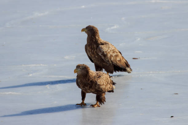 istock White-tailed Eagle (Haliaeetus albicilla) in winter on ice by the sea. 1192089226