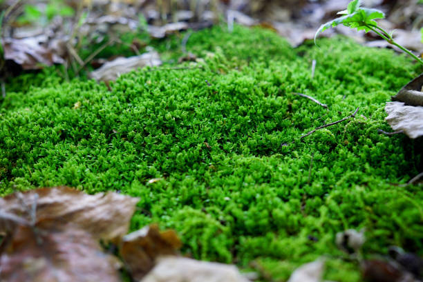 Forest moss flooring closeup, bright green moss and large old dry leaves around. USA, Michigan
