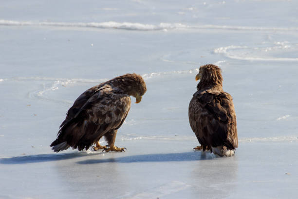 istock White-tailed Eagle (Haliaeetus albicilla) in winter on ice by the sea. 1192089341