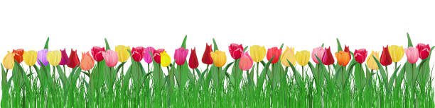 istock Horizontal panorama of many multi-colored tulips growing in the grass isolated on a white layer. Vector illustration in realistic style for banners and decoration of any festive projects. 1192089978