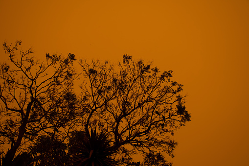 Australian bushfire: trees silhouettes and smoke from bushfires covers the sky and glowing sun barely seen through the smoke. Catastrophic fire danger, NSW, Australia