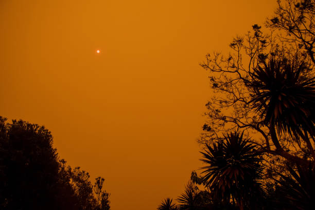 호주 산불: 나무의 실루엣과 산불에서 연기가 하늘을 덮고 연기 에서 거의 볼 빛나는 태양. 연기 안개. 치명적인 화재 위험, 뉴사우스웨일즈, 호주 - tree branch burnt silhouette 뉴스 사진 이미지