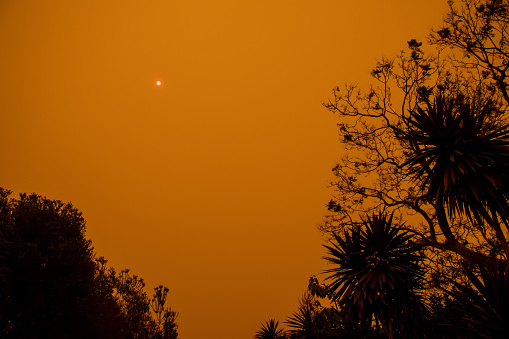 Australian bushfire: trees silhouettes and smoke from bushfires covers the sky and glowing sun barely seen through the smoke. Catastrophic fire danger, NSW, Australia