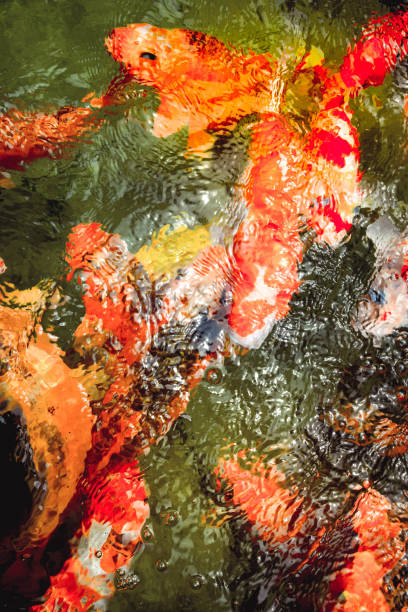 istock Koin swim in clear water 1192090052
