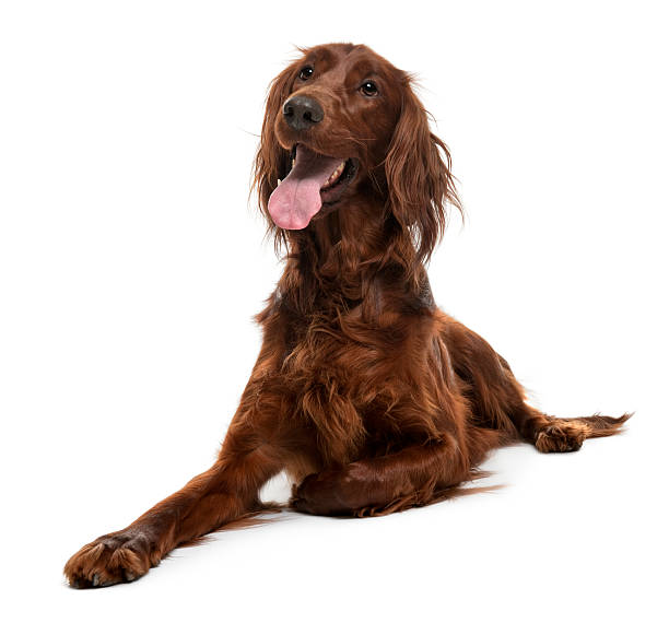 Irish Setter, 2 years old, lying down and panting.  irish setter stock pictures, royalty-free photos & images