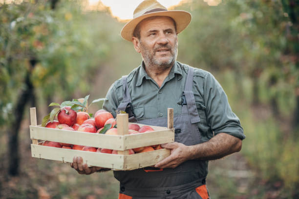 istock a farmer with an apple crate in an orchard 1192094234